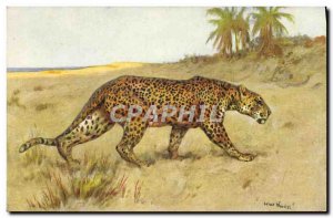 Old Postcard Panther