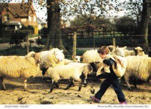 Great Gaddesden Sheep Cattle Animal Farm Hertfordshire Womens Institute Postcard