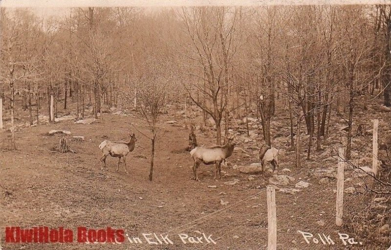 Postcard RPPC Scene in Elk Park Polk PA