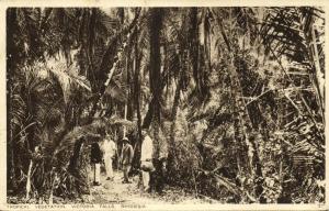 rhodesia, VICTORIA FALLS, Tropical Vegetation (1936) Empire Exhibition Postcard