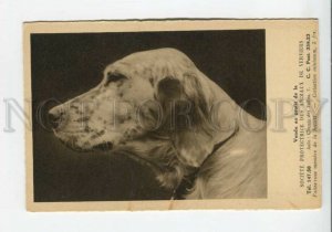 440213 ENGLISH SETTER Dog ADVERTISING Society Protection Animals Verviers 