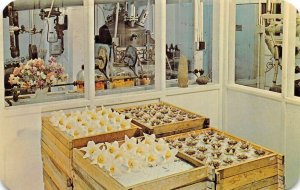 Bermuda Lili Perfume Factory Interior Vintage Postcard AA63990