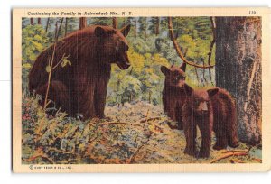 Adirondack Mountains New York NY Postcard 1930-1950 Family of Bears