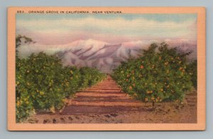 Orange Grove In California, Near Ventura Postcard