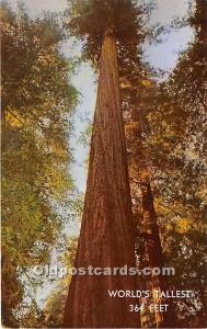 World's Tallest Tree 364 Feet Logging, Timber Unused 