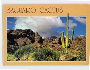 Postcard Saguaro Cactus Southern Arizona USA