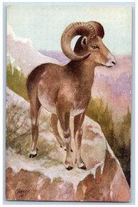 Harvey Signed Postcard Mountain Sheep Art Ovis Cervina c1910's Unposted Antique
