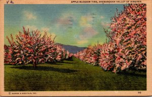 Trees Apple Blossom Time Shenandoah Valley Of Virginia 1952
