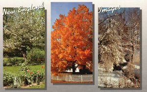 Postcard New England Images Different Seasons Forward's Color Production