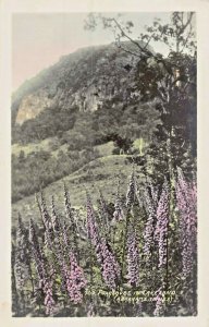 LAKELAND CUMBRIA ENGLAND~FOXGLOVES~COLOR PHOTO POSTCARD