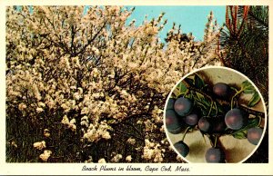 Massachusetts Cape Cod Beach Plums In Bloom