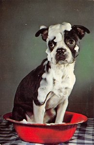 French Bull Dog Dog Unused 
