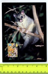 420877 AUSTRALIA possum Pre-paid Postal Stationery postcard