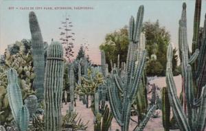 California Riverside Cacti In City Park