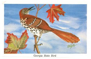 Brown Thrasher Georgia State Bird Postcard