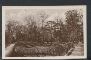 Middlesex Postcard - The Maze, Hampton Court Palace   RS9958