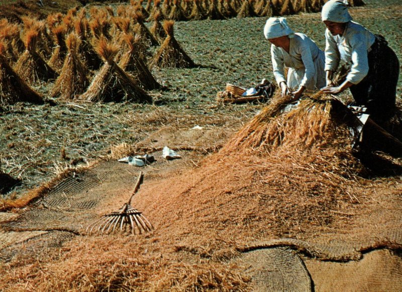 Rice Harvest time in South Korea