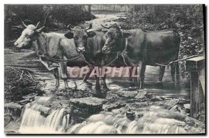 Old Postcard Cows Switzerland