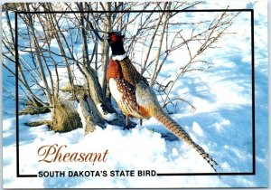 Postcard - Pheasant, South Dakota's State Bird - South Dakota