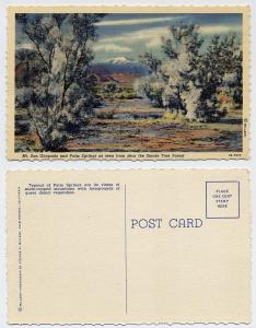 (63) Mt. San Gorgonio, Smoke Tree Forest