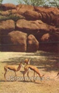 Springbuck Antelope - St. Louis, Missouri MO Postcard