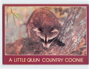 Postcard A Little Cajun Country Coonie Raccoons