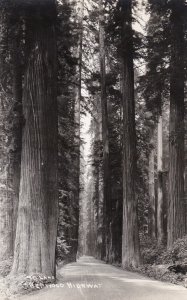 California Redwood Highway Giant Redwood Trees Real Photo