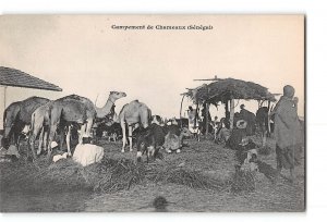 Senegal Postcard 1901-1907 Campement de Chameaux Camel Camp