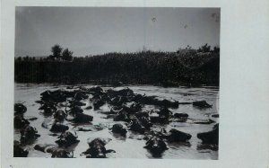 Buffalo buffaloes vintage real photo postcard