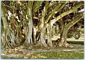 M-35636 Banyan Tree on the Grounds of the Beautiful Ringling Museums Sarasota...