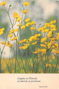 B52102 fleurs de champ sauvage flowers  france