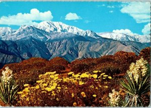 Springtime in the Desert Bayonet Encelia Joshua Tree Dandelion Postcard