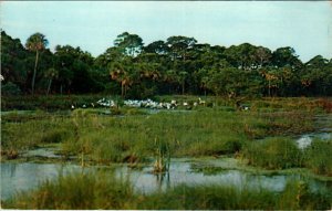 Snowy Egrets Birds,Hilton Head Island,SC