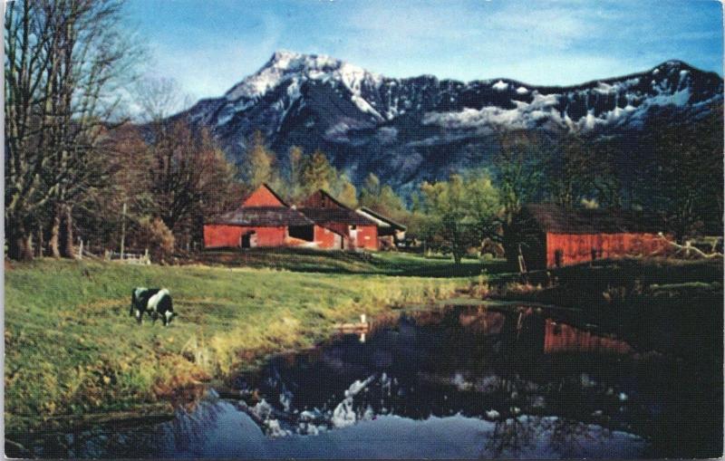 Chilliwack BC Fall Scene in Fraser Valley Postcard D64