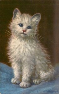 Cat Postcard Fluffy Gray Kitten Blue Eyes Stehli 168 S/A A Lampe