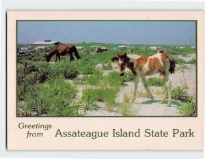 M-124268 Greetings from Assateague Island State Park Maryland