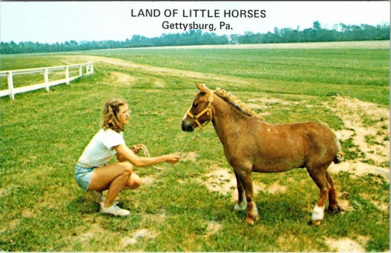 2~Postcards PA, Gettysburg LAND OF LITTLE HORSES~Miniature Horse Farm YAMA~PEDRO