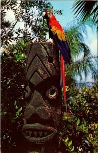 Florida Indian Rocks Beach Tiki Gardens Pocco The Red Macaw 1976