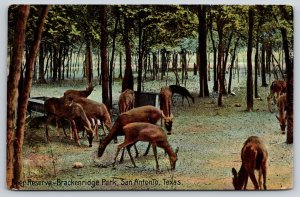 Animals~San Antonio Texas~Brackenridge Park~Deer Reserve Scene~1909 Postcard