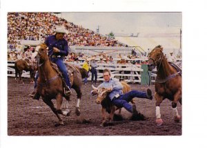 Rodeo, Calf Roping, Horses, Calgary Exhibition and Stampede, Alberta,