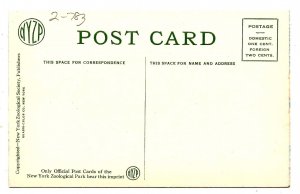 South African Tapir & Youngster