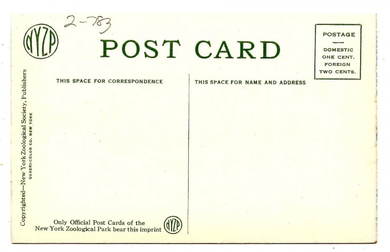 South African Tapir & Youngster