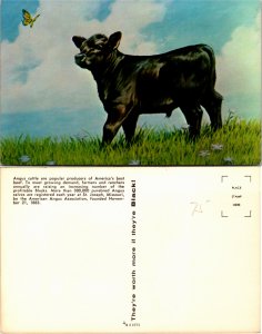 Angus Cattle (23692