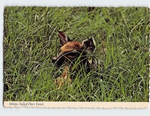 Postcard White-Tailed Deer Fawn, The Potomac Highland, West Virginia