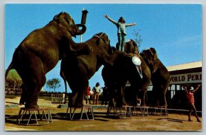 Ringling Brothers & Barnum & Bailey Circus  Postcard