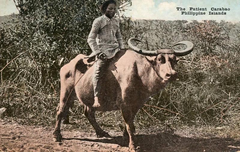 Philippine Islands - The Patient Caraboo (Man on a Steer)