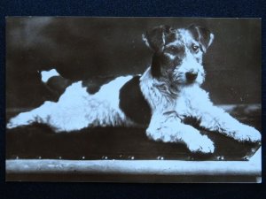 Portrait TERRIER Dog Breed TO DEAR LITTLE PETER JOHN c1930s RP Postcard