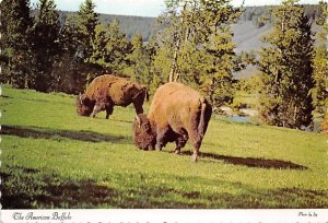 Picture, The American Buffalo 