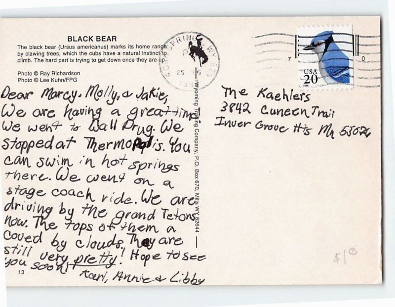Postcard Black Bears Wyoming Wildlife Wyoming USA