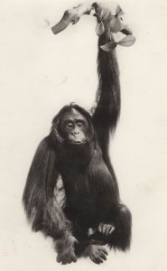 Orangutan Natural History Museum Monkey Old RPC Postcard